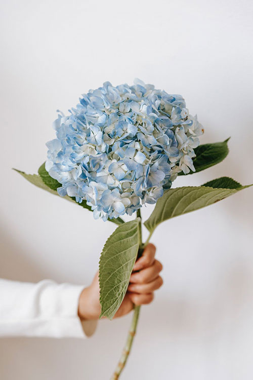 Hydrangeas as wedding flowers – yes or no?