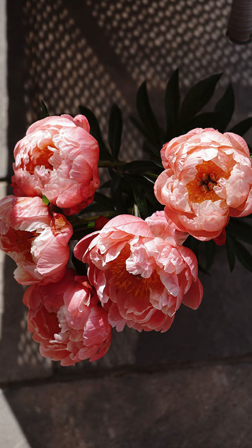 Peonies are perfect wedding flowers